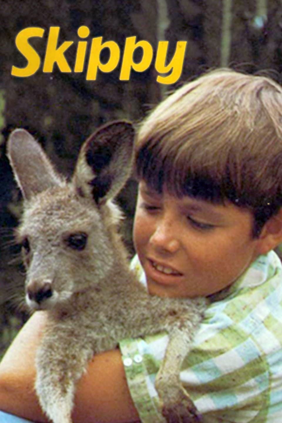Skippy the Bush Kangaroo - Complete Series (image for) Skippy the Bush Kangaroo - Complete Series